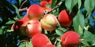 Что следует знать о крупномерах?