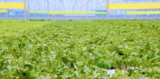 450 новых рабочих мест создали в городском округе Кашира